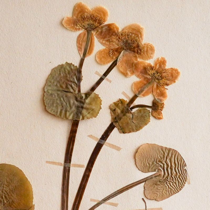 vokko×DENTO | アンティーク植物標本 (スウェーデン)No.11