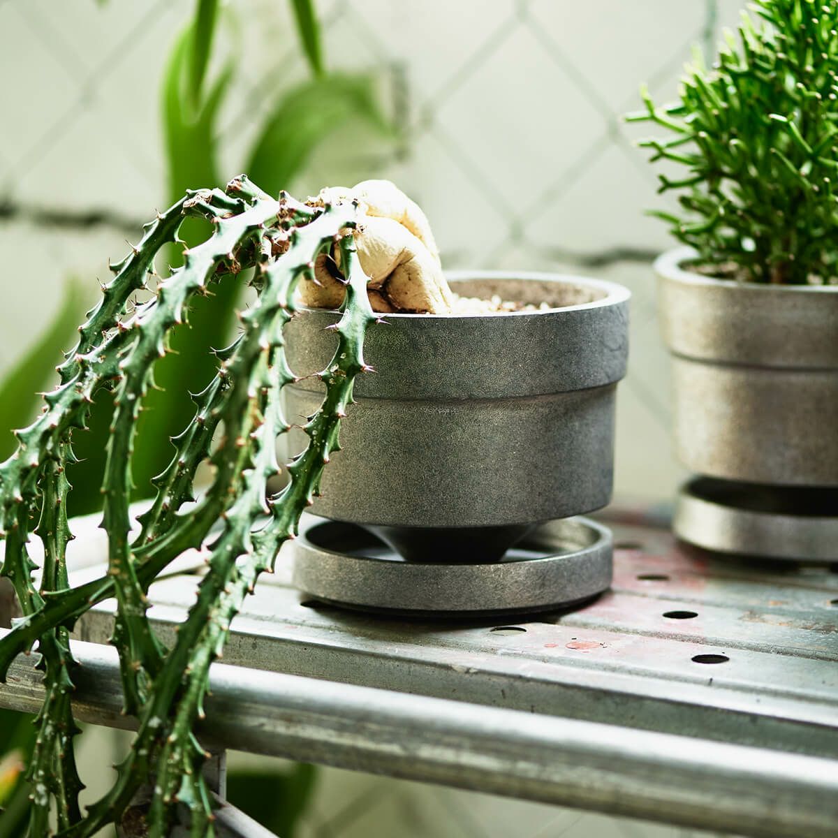 FOUNTAIN/FOUNDRY | PLANTER ”TEDDY” | DENTO STORE | 額縁・家具